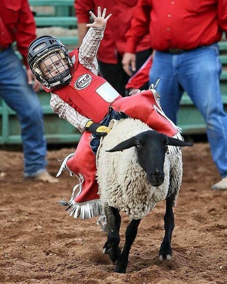 mutton bustin